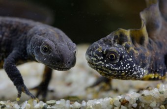 Kammmolch Paar unter Wasser nur der Kopfausschnitt fotografiert |© Ralph Sturm