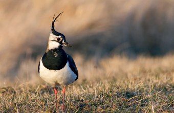 Kiebitz steht auf einem Feld, frontale Aufnahme | © Hans Clausen