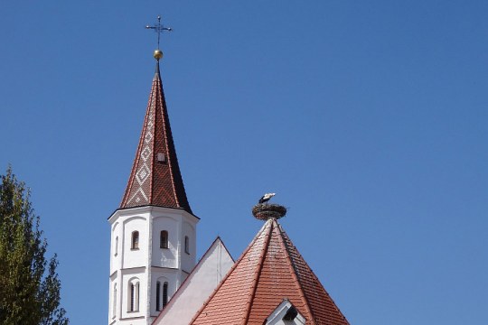Storch steht in seinem Nest auf einem Kirchendach | © H. Abold