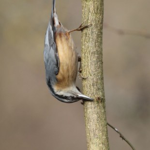 Kleiber hängt kopfüber an einem Baum | © Carl-Peter Herbolzheimer