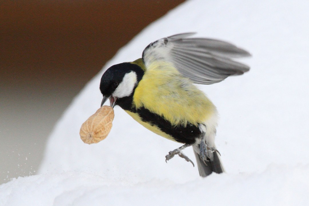 Kohlmeise beim Abflug mit ganzer Erdnuss im Schnabel | © Mark Kumke