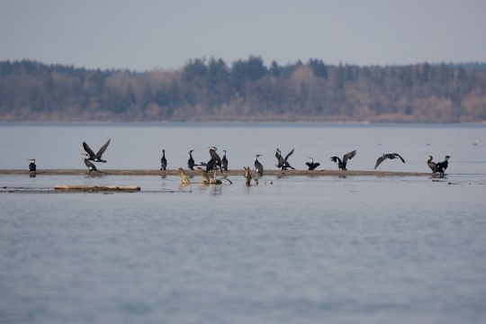 Viele Kormorane an einem See | © Andreas Hartl