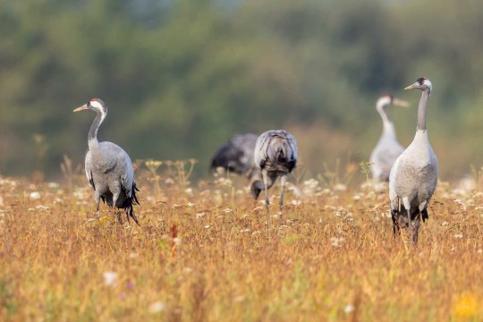 Eine Schar Kraniche steht in einem Feld. | © Gunther Zieger