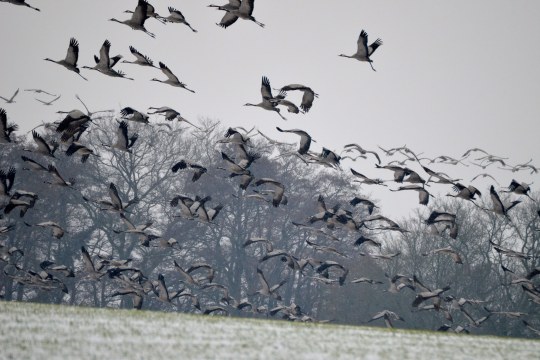 Kraniche fliegen ab | © Leon Sommer