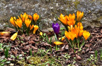 Krokusse | © Carl-Peter Herbolzheimer