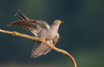 Kuckuck sitzt auf einem Ast, der linke Flügel ausgebreitet | © Oliver Richter