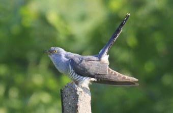 Kuckuck auf Steinansitz | © Heinz Tuschl