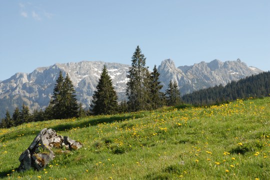 Ammergebirge mit Fichtenwald | © Dr. Pfeuffer