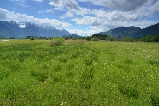 Murnauer Moos | © Dr. Broders