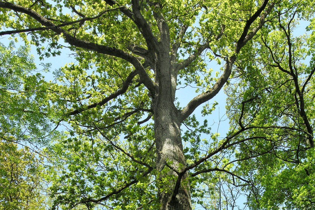 Baumkrone im LBV-Schutzgebiet Rainer Wald | © H. Munzig