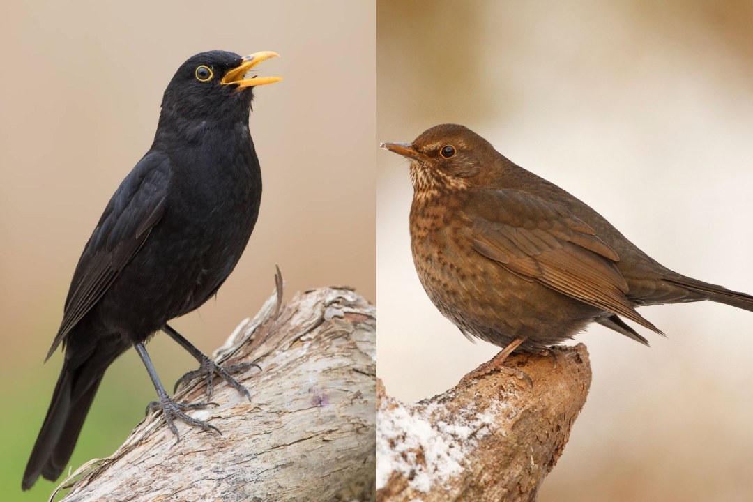 Männliche und weibliche Amsel | © Erich Obster/Rosl Roessner