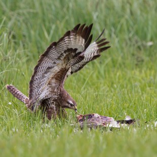 Mäusebussard mit Beute auf einer grünen Wiese, die Flügel sind nach oben ausgebreitet | © Marcus Bosch