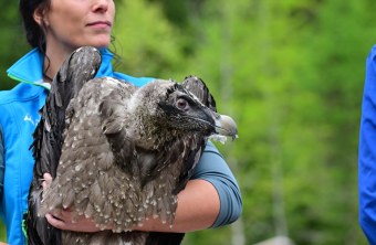 Magdalena Deelmann mit Bartgeier Generl | © Hansruedi Weyrich