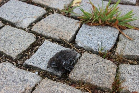 Junger Mauersegler | © A. Meier-Donata