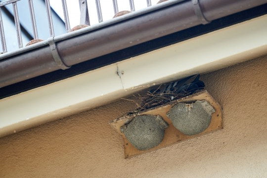 Zwei künstliche Mehlschwalbennester unter einem Hausdach, darüber ein anderes Vogelnest mit sichtbaren Zweigen und Federn | © Hauke Lindhorst