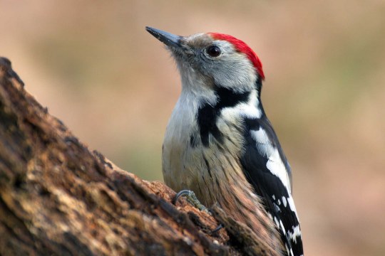 Mittelspecht auf einem Baum | © Frank Derer (LBV-Bildarchiv)
