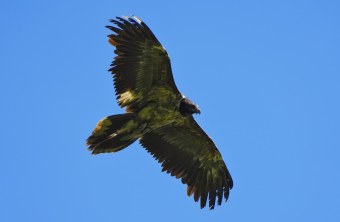 Nepomuk im August 2024 | © Christian Steiger
