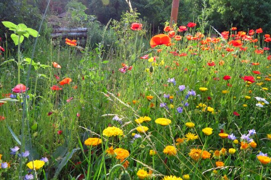 Naturnaher Garten mit Blühfläche | © Thomas Staab