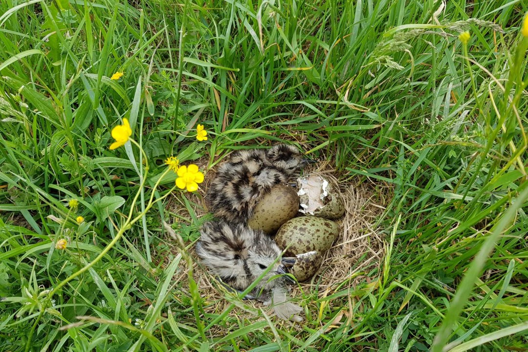 Nistmulde mit Brachvogelküken | © Verena Rupprecht