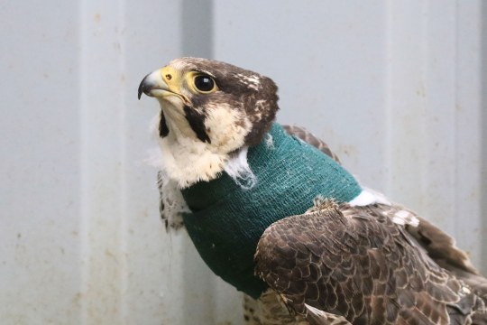 Nordischer Wanderfalke mit einem grünen Verband am Hals | © Ferdinand Baer