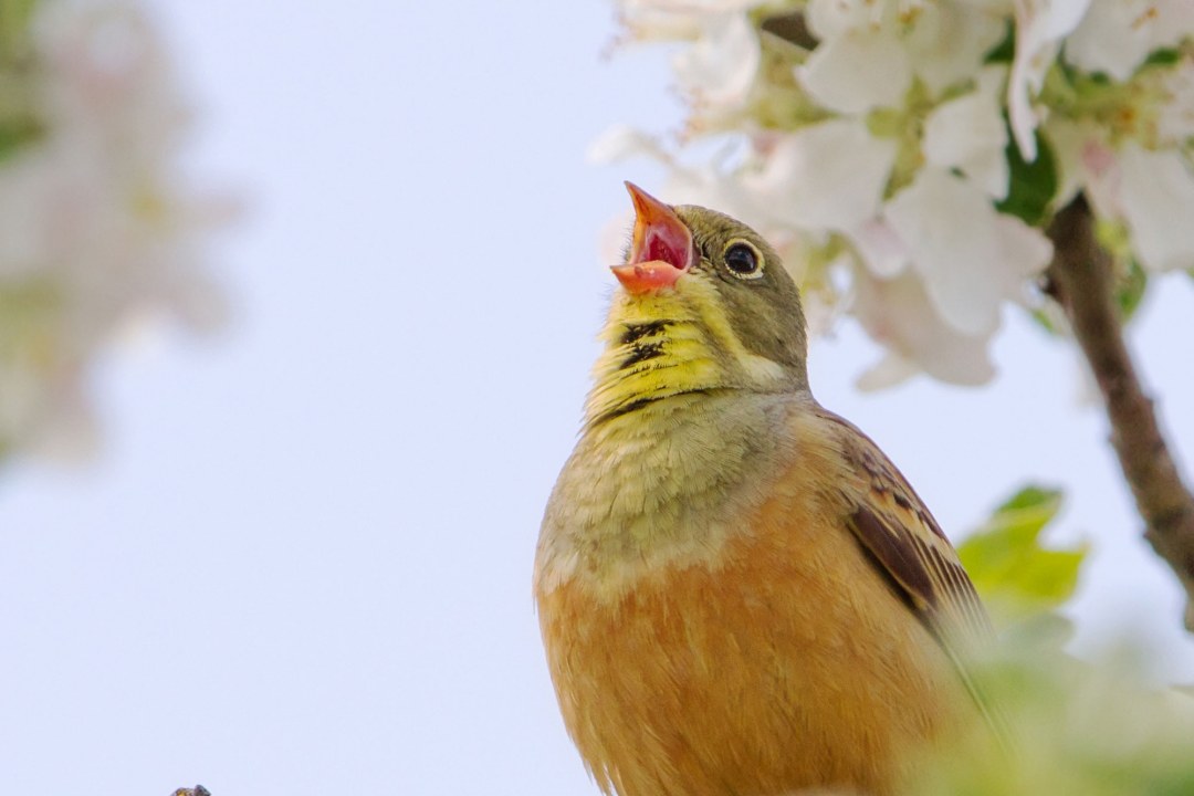 Ein Ortolan singt lebhaft auf einem blühenden Ast | © Markus Glässel
