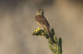 Ein Ortolan-Männchen sitzt singend auf einer Pflanze | © Heinz Tuschl