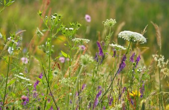 Artenreiche Wiese | © Franziska Wenger