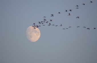 Kraniche in V-Formation | © Gunther Zieger