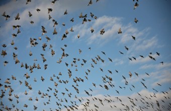 Starenschwarm | © Dieter Hopf