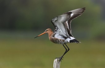 Uferschnepfe | © Peter Zach
