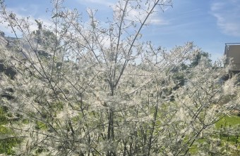 Strauch mit Gespinst | © Anne Busch