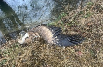 Toter Gänsegeier | © Suanne Wiesner