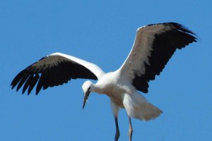 Weißstorch Pfaffenhofen 1 | © S. Kellerer