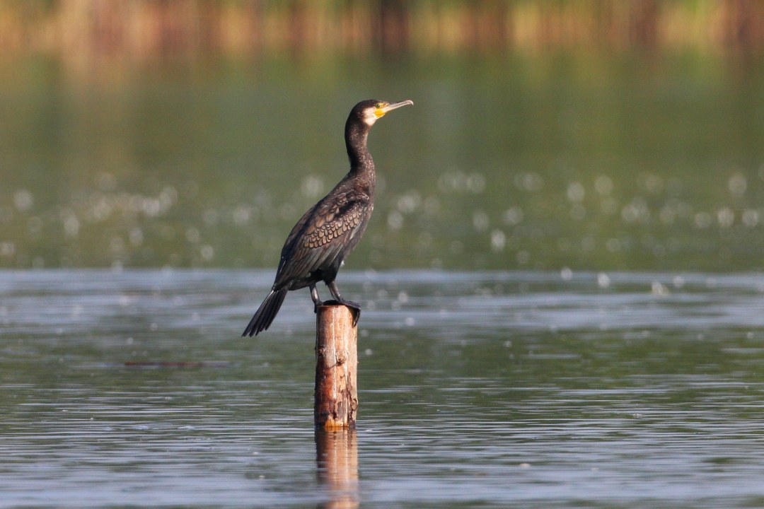 Kormoran auf einem Ansitz im Wasser | © Zdenek Tunka