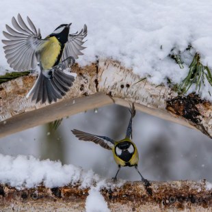 Kohlmeisen | © Thomas Linger