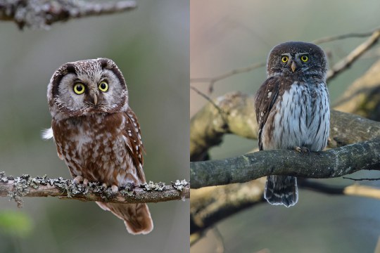 Raufusskauz links Sperlingskauz rechts | © Dr. Christoph Moning / Gunther Zieger