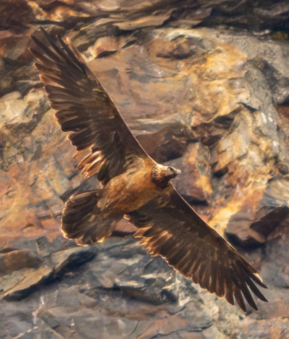 Recka im Oktober 2025 in den Hohen Tauern | © Florian Egger