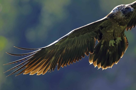 Bartgeier Recka im Flug  | © Markus Leitner