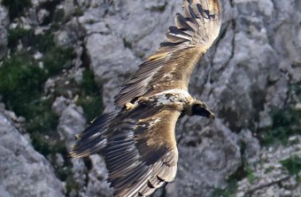 Nahaufnahme von Recka, von oben zu sehen | © Markus Leitner