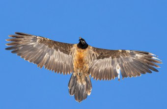 Recka im November 2024 in den Hohen Tauern | © Christoph Dietmeier