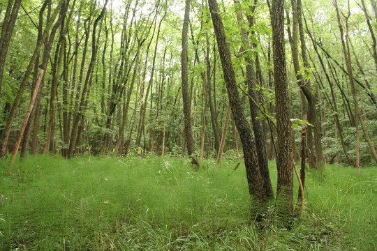 Riesen-Schachtelhalm zwischen Bäumen | ©Zoran-Jokic