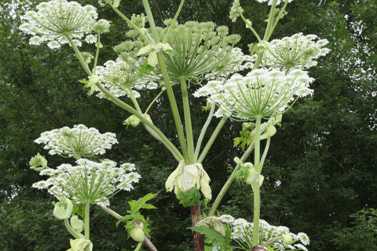 Heracleum mantegazzinum | ©Dieter Hopf