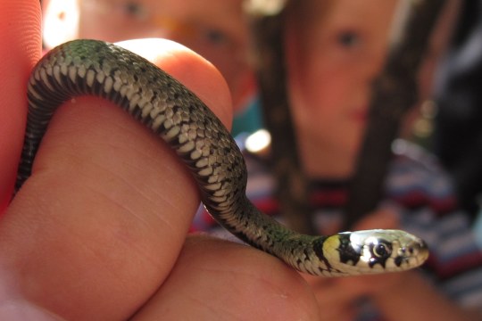 Ringelnatter | © Ch. Stierstorfer