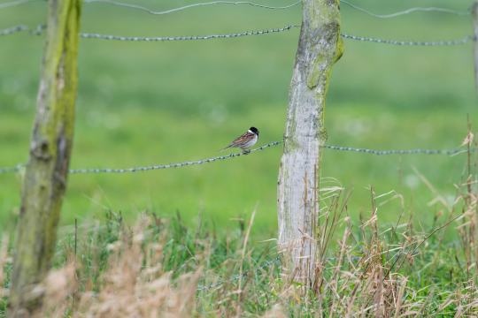 Rohrammer-Männchen auf einem Drahtzaun | © Christoph Bosch