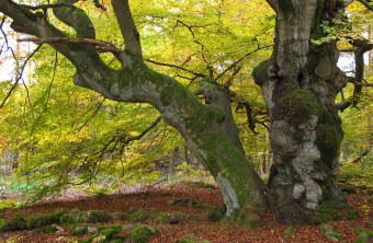 Rotbuche | © Rudolf Wittmann