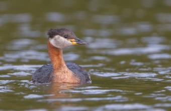 Rothalstaucher Schlichtkleid | © Gunther Zieger