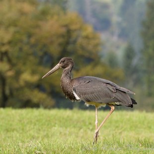 Schwarzstorch auf einer Wiese | © Guido Hamann