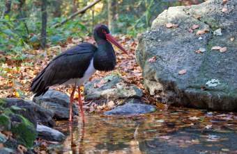 Schwarzstorch steht in einem niedrigen Gewässer in einem Wald | © Marcus Bosch