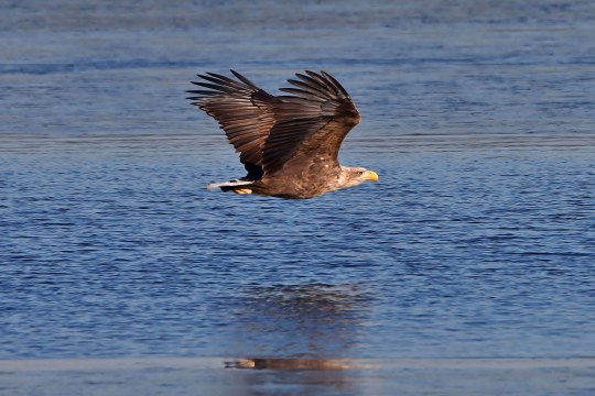 Seeadler im Flug über dem Wasser | © Edmund Abel