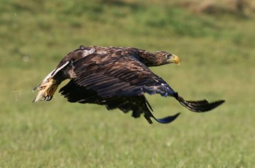 Genesener Seeadler | © Wolfgang Nerb